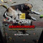 IMPUNIDAD ANTE EL MALTRATO ANIMAL EN TUXTLA