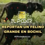 REPORTAN UN FELINO GRANDE EN BOCHIL